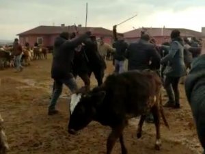 Ağrı Canlı Hayvan Pazarı’nda Sopalı Kavga: 4 Yaralı