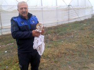 Sulama Havuzuna Düşen Peçeli Baykuşu Kurtarıldı