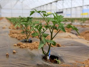 Erzincan’da Seracılık Yapacak Çiftçilere Devletten Destek