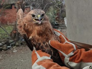 Yaralı Halde Bulunan Şahin Tedavi Altına Alındı