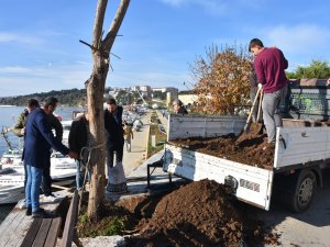 Yıkılma Tehlikesi Oluşan Ağacın Yerine Yenisi Dikildi