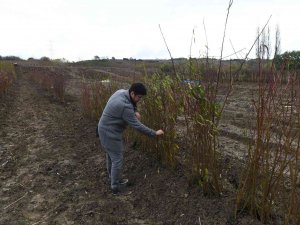 Coğrafi İşaret Tescilli Lapseki Şeftalisinin Fidanı Da İhraç Ediliyor