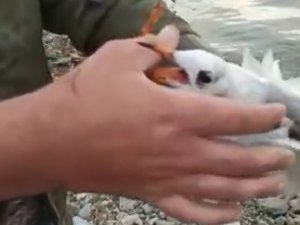 Oltaya Martı Takıldı