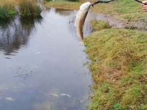 Ergene’de Derede Toplu Balık Ölümleri Endişelendirdi