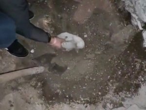 Toprağın Altından Cephane Çıktı
