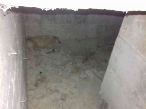 Ankara’da Su Kuyusuna Düşen Köpek Kurtarıldı