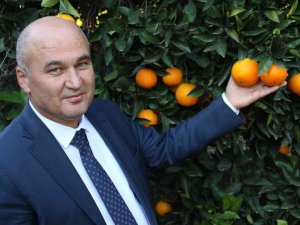 Mersin’de Portakalda Hasat Başladı