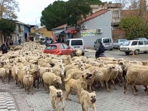 Kent Merkezinden Geçen Koyun Sürüsü İlginç Görüntü Oluşturdu