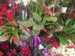 Kışın Çiçek Bakımına Dikkat