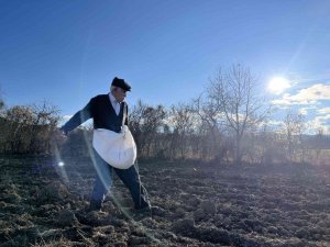 Kastamonu’da Karakılçık Buğday Ekimi Başladı: Tohumları Elleriyle Toprakla Buluşturdular