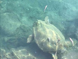 Datça’da Deniz Kaplumbağasını Balıkla Beslediler