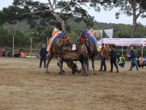 Burhaniye’de Deve Güreşleri Başlıyor