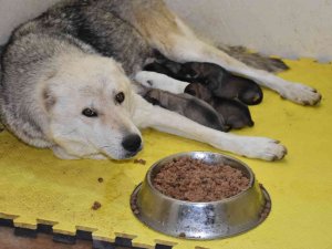 Siirt’te Çöp Konteynerine Atılan 9 Köpek Yavrusu Ve Anneleri Koruma Altında