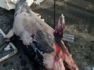 Sarıyer’de Denizden Ölü Yunus Balığı Çıkartıldı