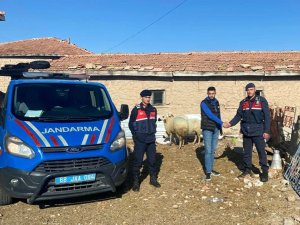 Jandarma Kaybolan Koyunları Dron İle Buldu