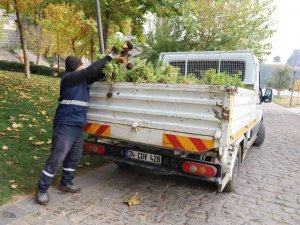 Kavşak Ve Refüjler 200 Bin Lale İle Süslenecek