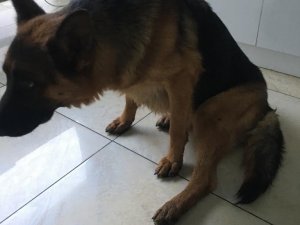 Kayıp Köpek “Hera”, Yaralı Halde Bulundu