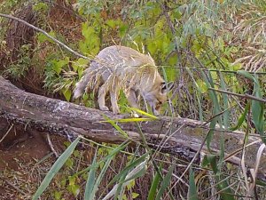 Kırıkkale’de Yaban Hayatı Fotokapanla Görüntülendi