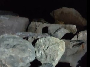 Kartal Sahili’nde Ortaya Çıkan Su Samuru Kamerada