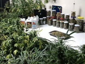 İ̇stanbul’un Göbeğindeki Uyuşturucu Serasına Baskın: Kavanozlardan 15 Kilogram Marihuana Çıktı