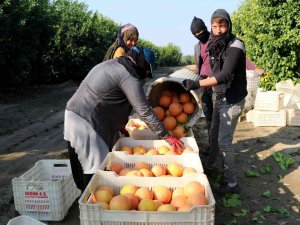 Hasadı Başladı, Sadece Yüzde 10’u Türkiye’de Tüketiliyor, Yüzde 90’ı İhraç Ediliyor