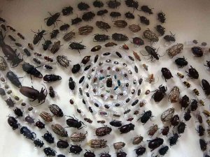 Böcek Müzesinde 4 Bin Böcek Türü Sergileniyor