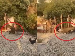 Bahçelere Zarar Veren Domuzlar Artık Tavukları Götürmeye Başladı