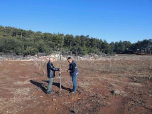 Büyükşehir’den Yüzde 50 Hibe Alarak Ceviz Tarlası Oluşturdu