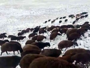 Iğdır’ın Yüksek Kesimlerine Kar Yağdı