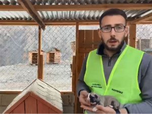 Yeni Doğan Yavru Köpeği Kalp Masajı Yaparak Hayata Döndürdü