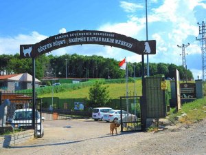 9 Bin 500 Sokak Hayvanı Tedavi Edildi