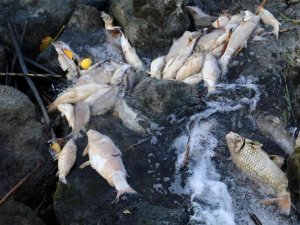 Ceyhan Nehri’nde Balık Ölümleri: Binlerce Balığın Ölüm Nedeni Araştırılıyor