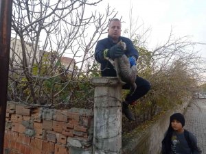 Batman’da Dikenli Tele Dolanan Kedi İtfaiye Ekiplerince Kurtarıldı