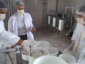 Öğrenciler Bu Okulda İnek Sağıp Doğal Yoğurt Üretiyor