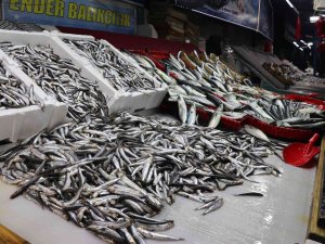 Karadeniz Hamsisi Bu Yıl Büyüyemedi