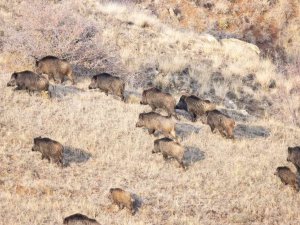 Popülasyonu Artan Domuz Sürüsü Görüntülendi