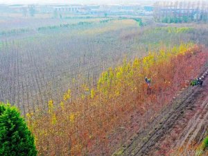 Üretilen On Binlerce Fidanla Şehir Yeşillendiriliyor