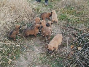 Anneleri Kaybolunca 8 Yavru Köpek Ortada Kaldı