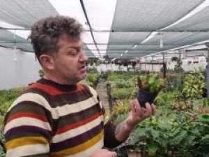 Yurt Dışından Getirdiği Sinek Ve Böcek Yiyen Bitkiler Büyük İlgi Görüyor