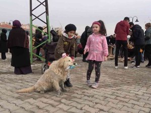 Gönüllü Vatandaşlar Sokak Hayvanları İçin Yuva Yaptı
