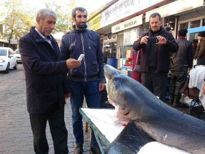 Bingöl’de 3 Metrelik Köpek Balığı İlgi Odağı Oldu