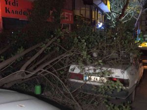 Bursa’da Şiddetli Lodosun Etkisiyle Kırılan Ağaç, Park Halindeki Otomobilin Üzerine Düştü