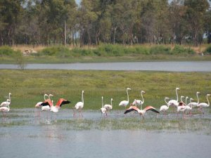 Aliağa’nın Allı Turnaları
