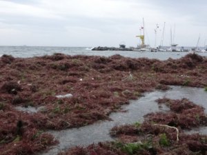 İ̇stanbul’u Lodos, Kadıköy’ü Kırmızı Yosunlar Vurdu
