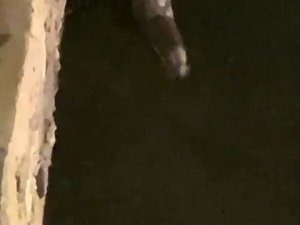 Küçükçekmece Gölü’nde Su Samuru Sürprizi