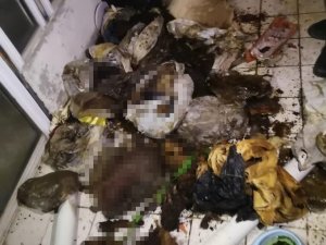 Evde Çok Sayıda Kedi Ve Köpek Ölüsü Bulundu