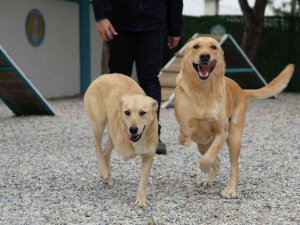 Şiddet Mağduru Köpeklere Müzikle Terapi