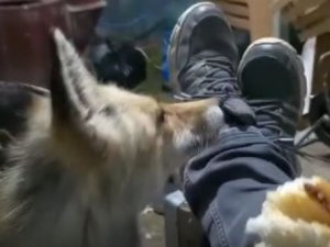 Tunceli’de Arıcı İle Tilkinin Sevimli Dostluğu