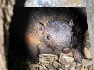 Türkiye’nin İlk Armadillo Yavrusu 3 Buçuk Ay Önce Dünyaya Gözlerini Açtı