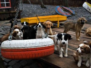 Samsun’da Can Dostlarına Yeni Yaşam Alanı